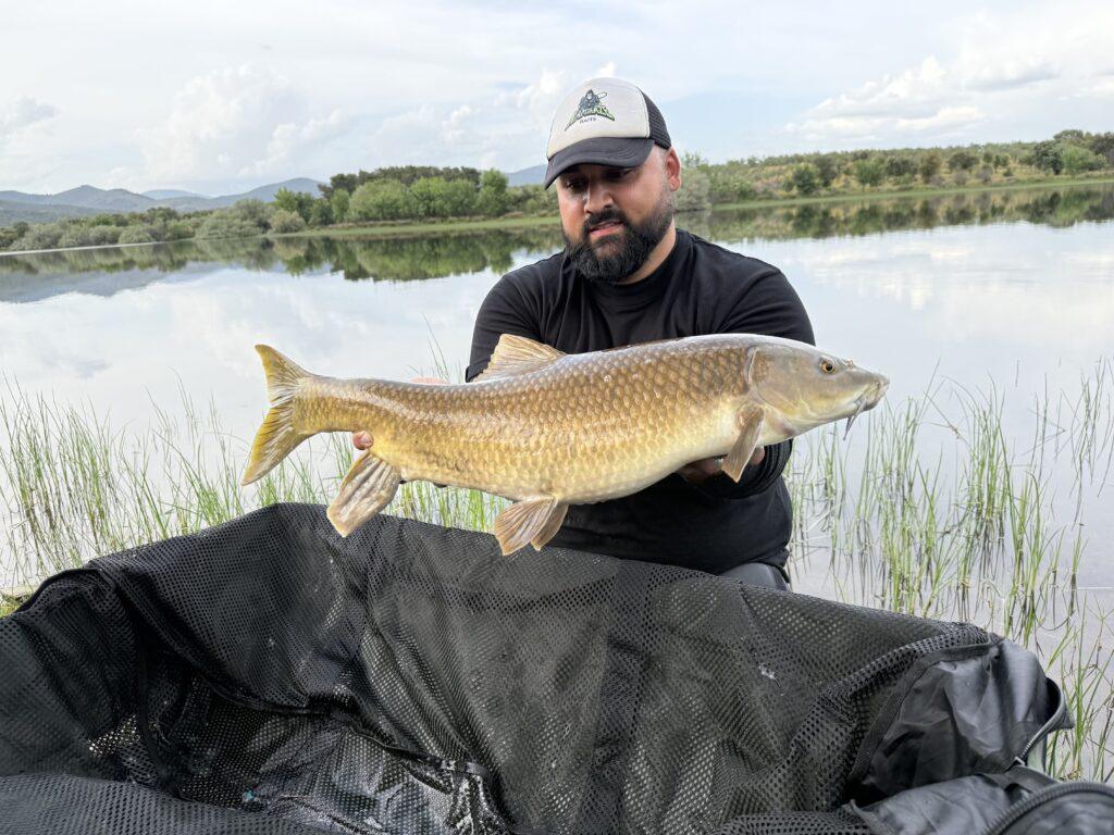 Captura de barbo en jornada de pesca deportiva con material de carpfishing