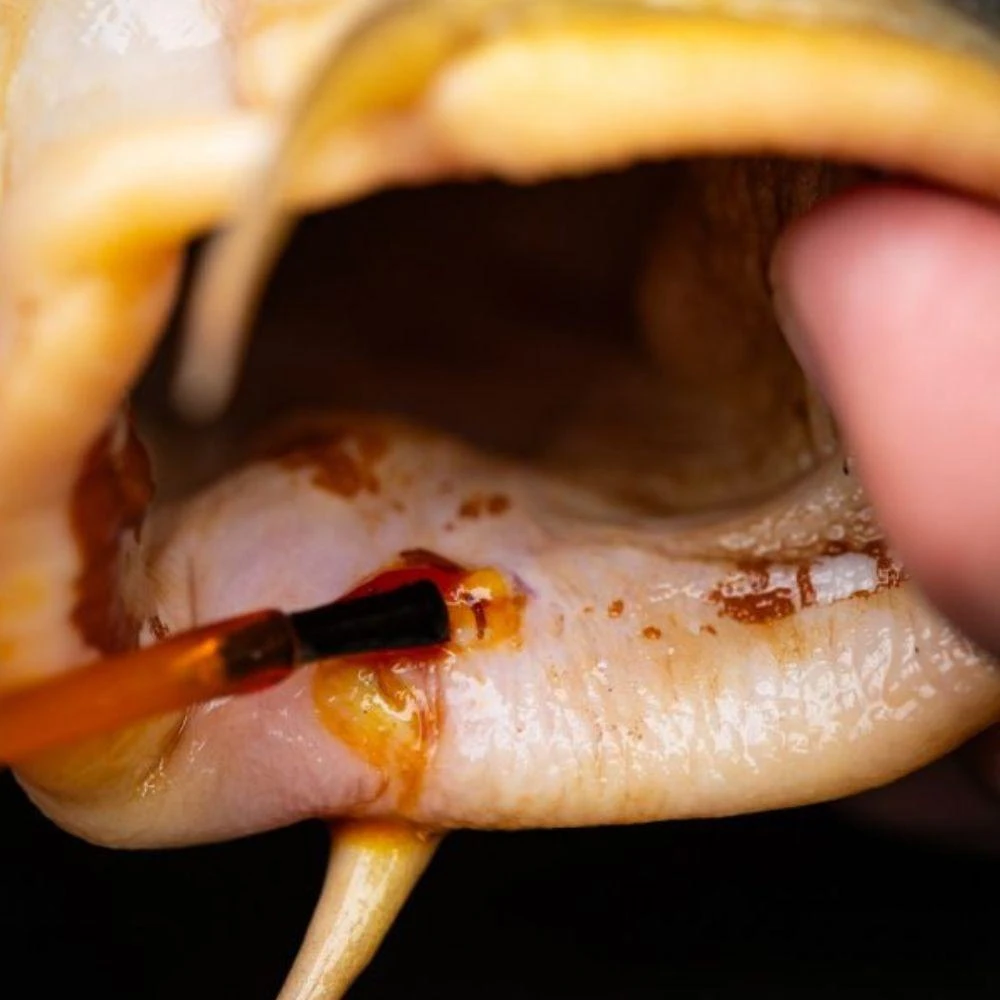 MediCarp Antiséptico Brush – Pro Elite Baits, solución tópica inocua para heridas de carpas en carpfishing